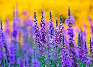 育碧与腾讯达成战略合作 为中国玩家带来3A游戏《全境封锁2》国服