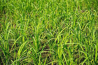 传《渡神纪2》被砍是为了开发《刺客信条：代号RED》